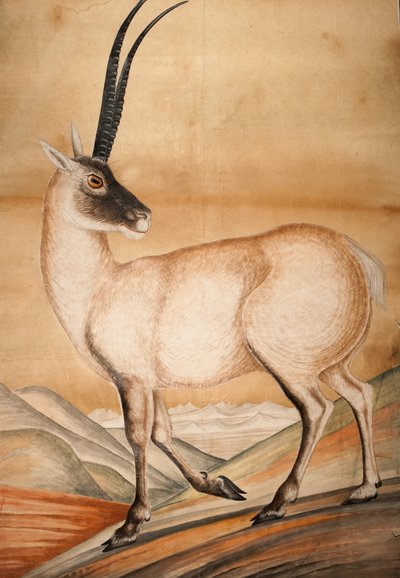 Chiru, 1840 von Raj Man Singh